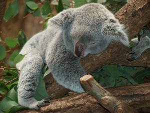 koala-bear-9960_1920