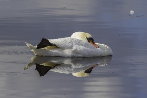 swan-2806319_1920