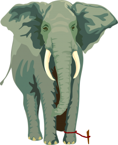 elephant-304777_1280