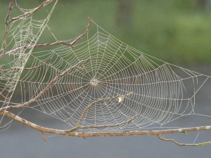 spider-web-617754_1920