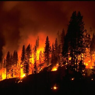 Fighting a Forest Fire –  Address All Aspects of Your Pain