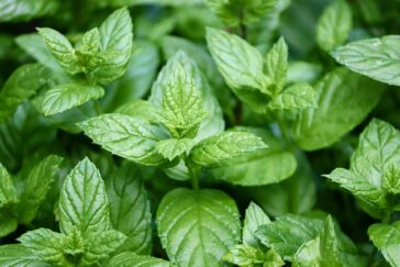 Smell the Peppermint–Safe or Unsafe