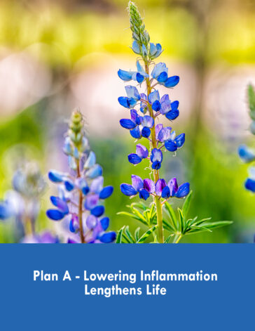 Plan A–Lowering Inflammation Lengthens Life