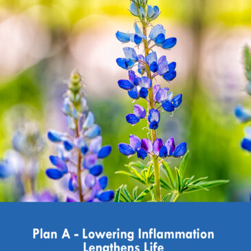 Plan A–Lowering Inflammation Lengthens Life